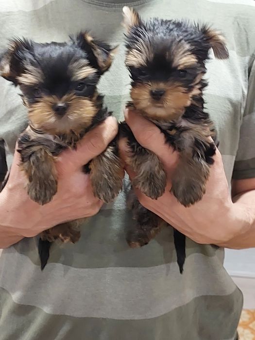 Продам Мини щенков Йорка.