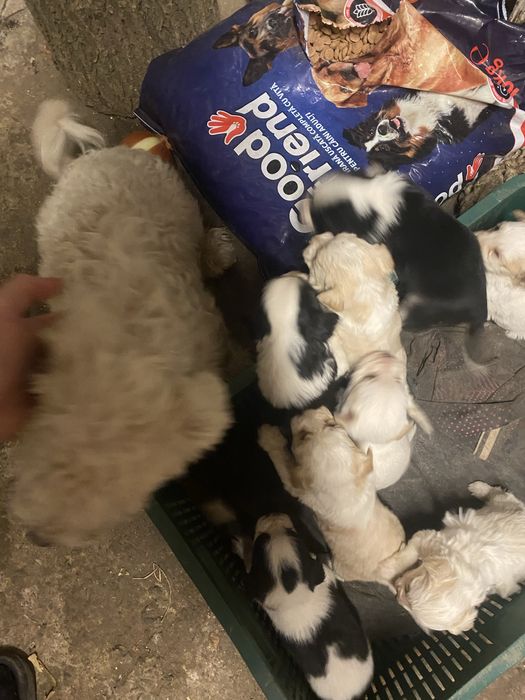 Căței bishon maltez