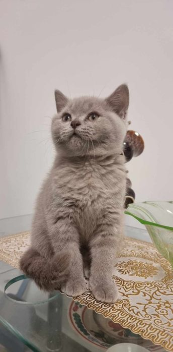 British shorthair lila