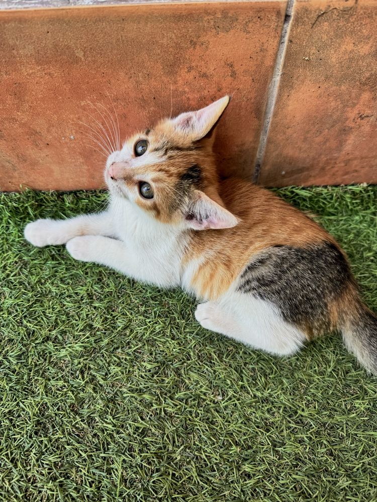 Pisoi de 2 luni - SPRE ADOPTIE