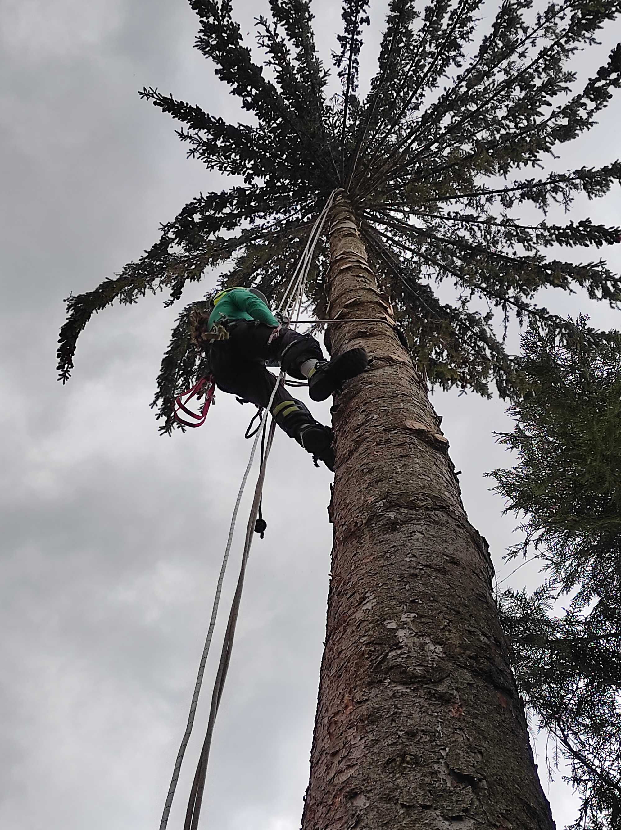 Cluj Toaletare Taiere Copaci Pomi - Servicii Firma Alpinisti Arboristi