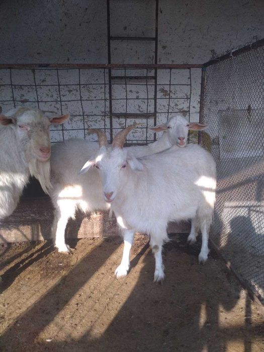 Эчкилар сотилади