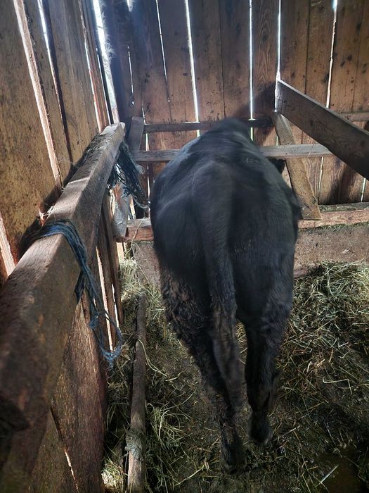 Vaca si taurasi de vânzare