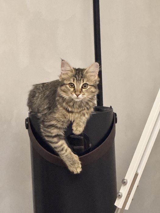 Отдаем кошку в хорошие руки