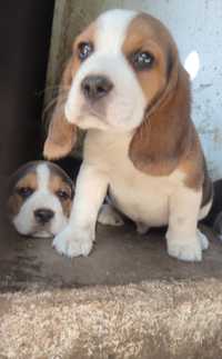 Mascul beagle tricolor