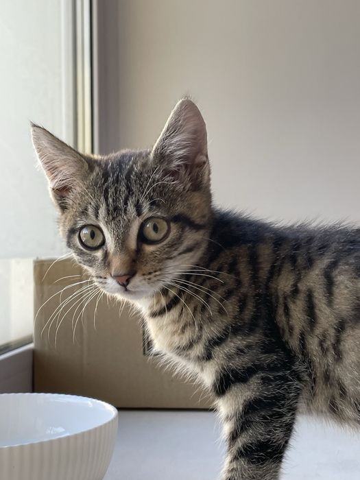 Котенок 1,5 месяца