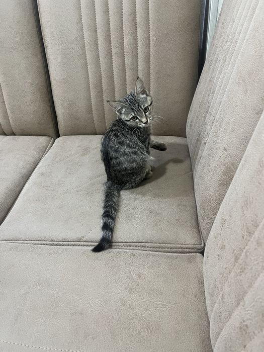 Мушук    Брласи. Тахминан. 2 ойлик қувноқ.  яхши.  мушукча соғлом чиро