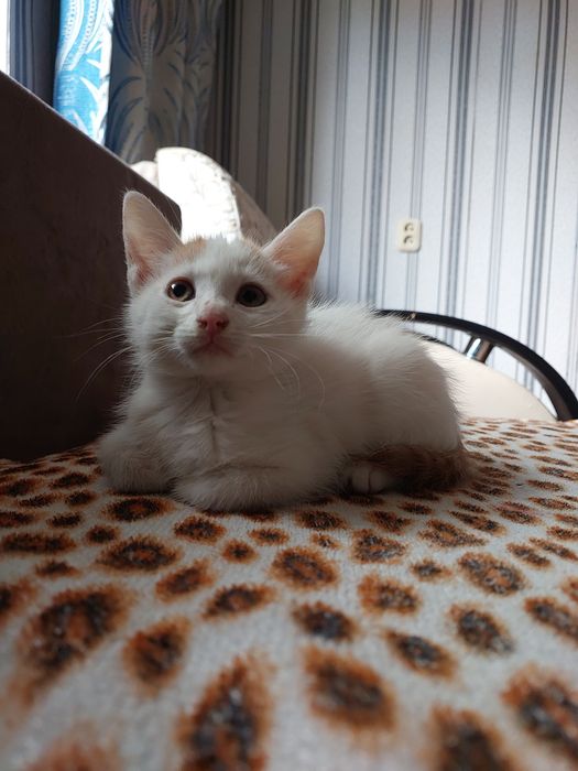 Отдам котёнка в хорошие руки мальчик