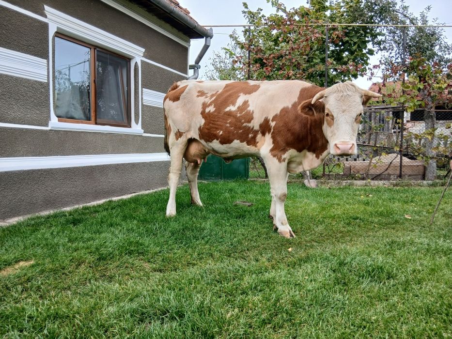 Vaca de lapte tânără