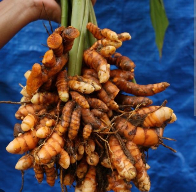 Turmeric (Curcuma)