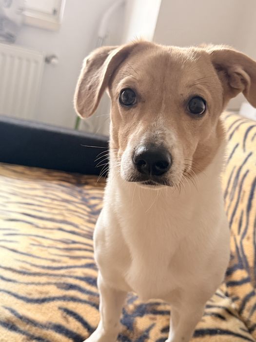 Dau catel spre adoptie urgent