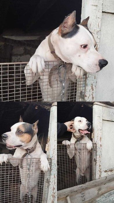 Псу грозит усыпление! Нужен дом! Срочно!