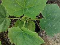 Paulownia la ghiveci