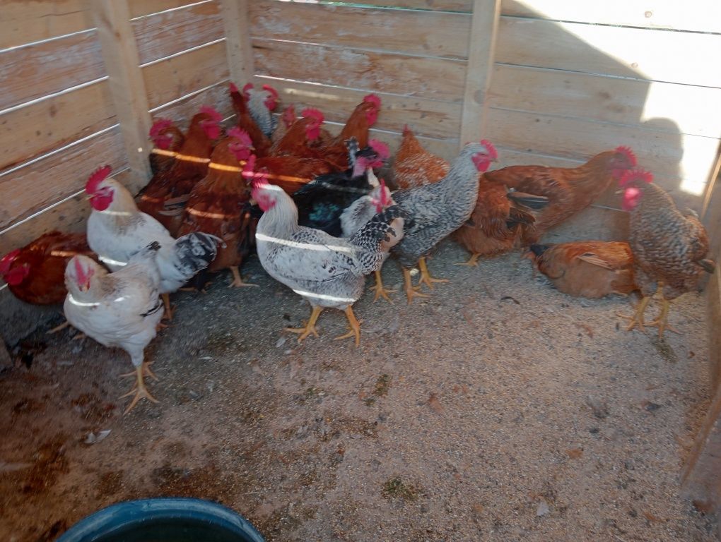 Cocoși caută casă nouă