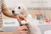 Гигиенические услуги для животных