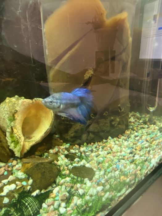 Аквариум с рыбками