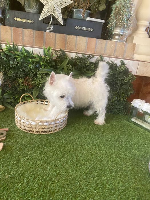 Westie alb imaculat – cățeluș deosebit, disponibil acum
