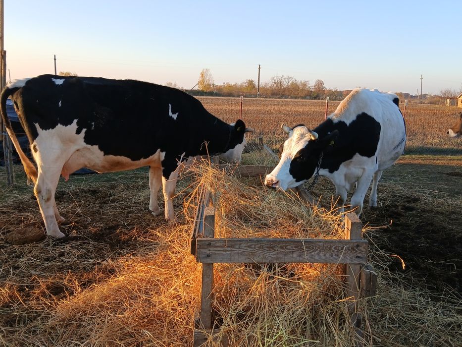 Vând vacă de ținut