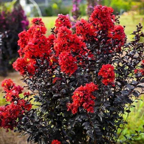 Lagerstroemia indica Black Diamon ОПТОМ