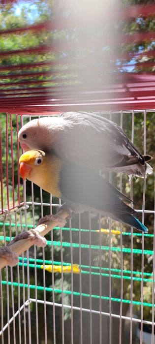 Папугаи неразлучники пара