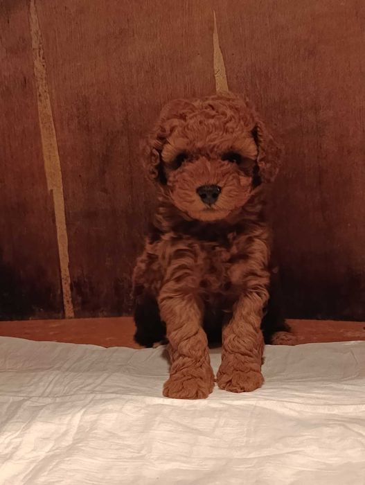 Той пудел (teacup)