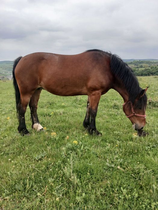 Manz de 2 ani si 7 luni si trasura de vanzare