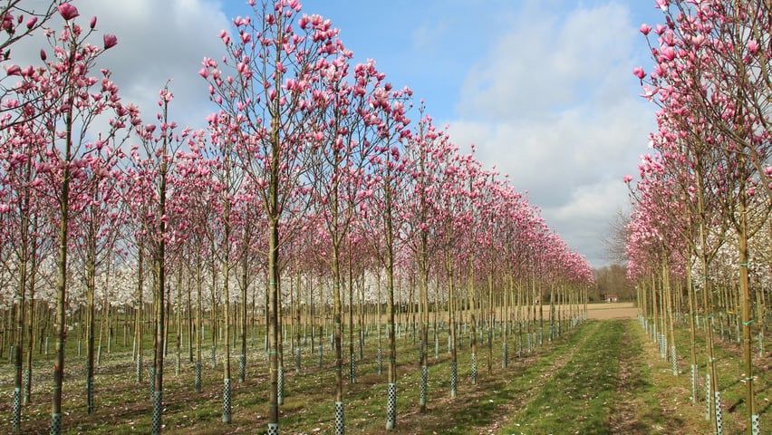 Magnolia copac sau tufa 2m - 3m - 4m, copac cu flori