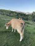 Vaca de vanzare