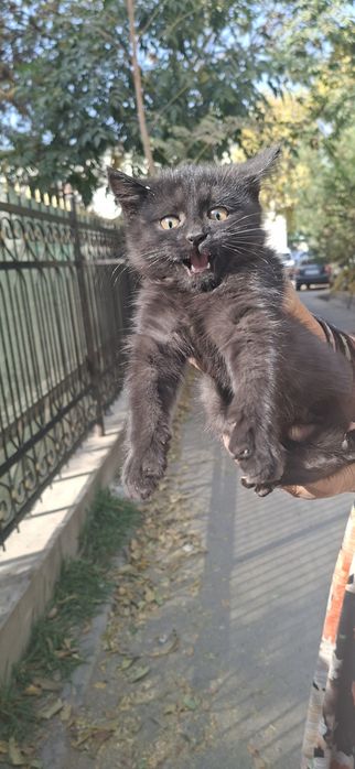 Котенок в добрые ручки