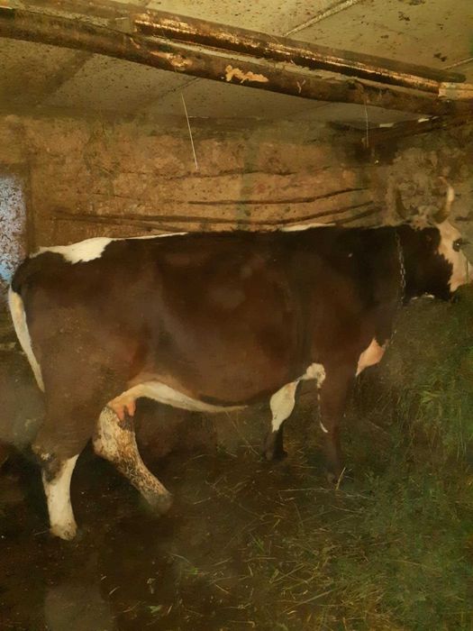 De vânzare o vaca gestanta in 4 luni o vițeaua și un taur