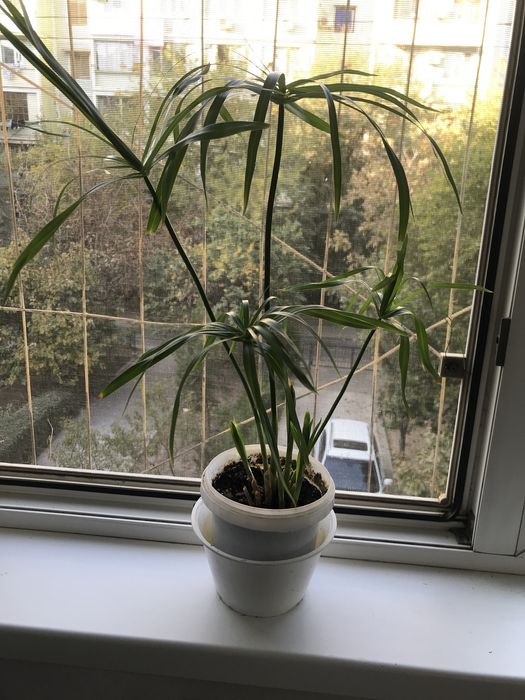 Продам ципериус!