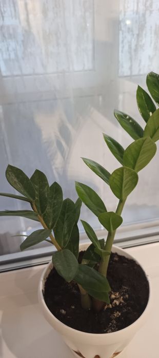 Продам замиокулькас