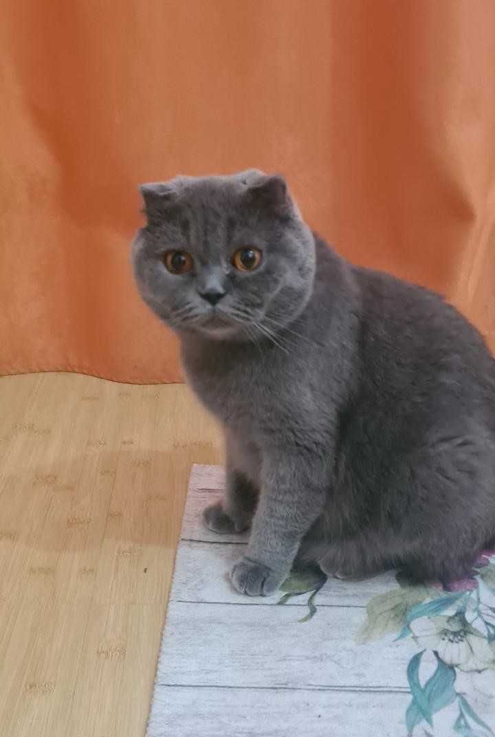 British Shorthair Silver Chinchilla