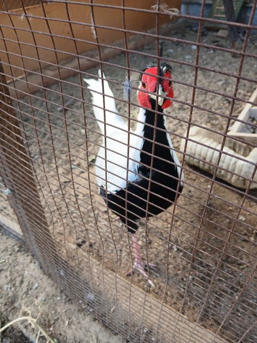 Фазаны взрослые,Павлины