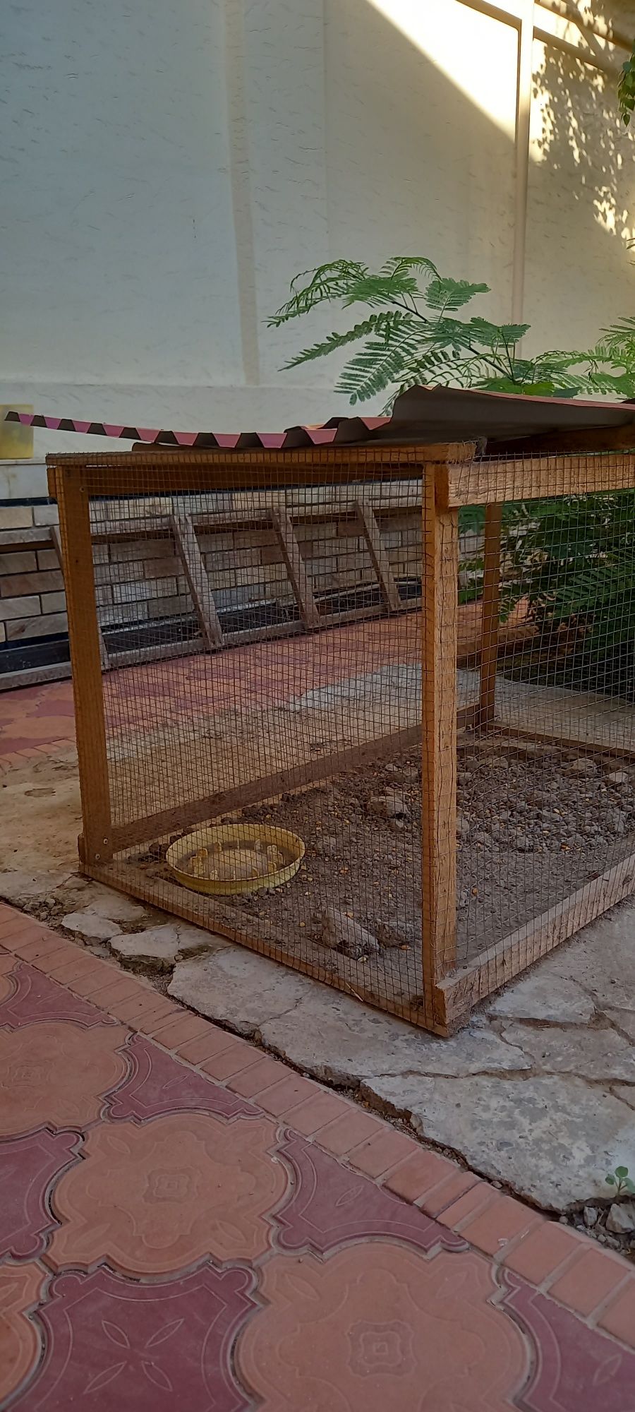 Srochni tovuq katak sotiladi