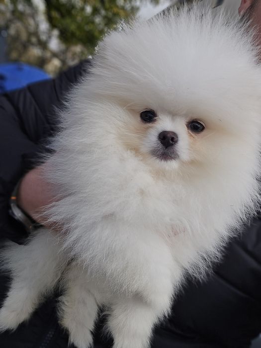 Померани на 3 месеца