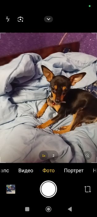 Той терьер собачка