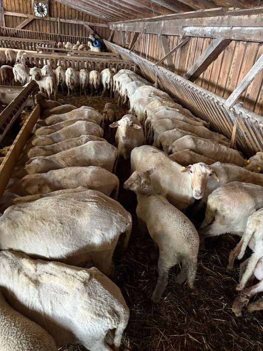 berbeci si oi de vanzare