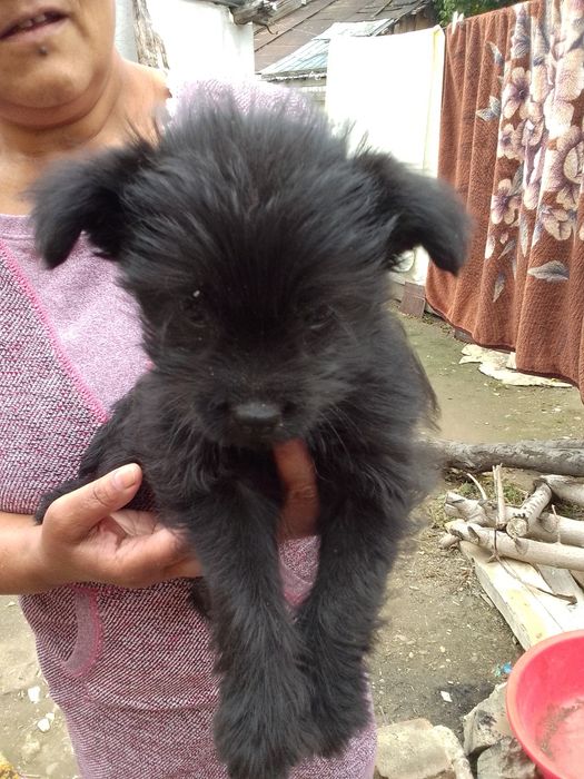 Donez o cățelușă talie mică numai iubitori de animale