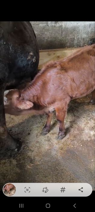 Vita august de 3 luni