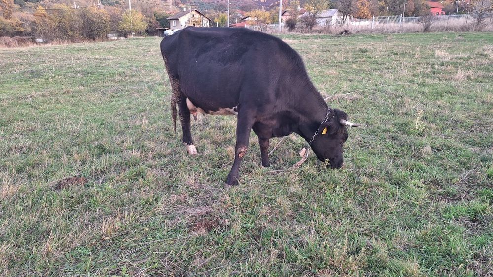 Три броя крави!!!