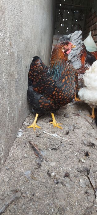 Gaini și cocosi de vânzare