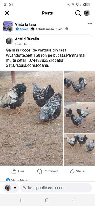 Pasari de curte de vanzare