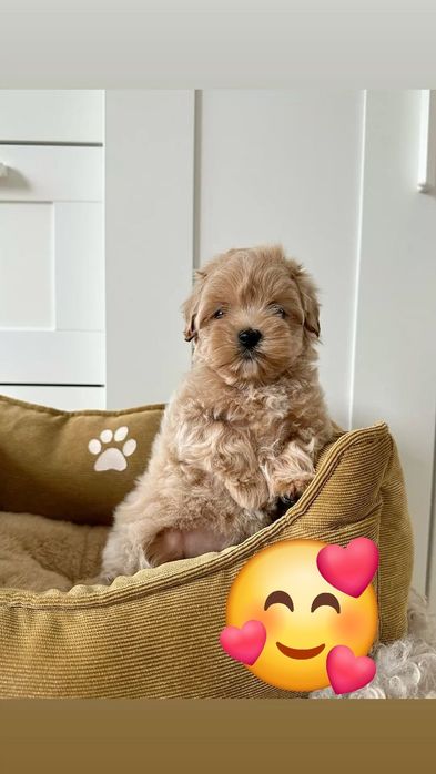 Maltipoo poodle mini toy apricot deschis