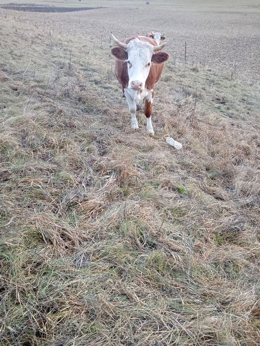 De vânzare junincă