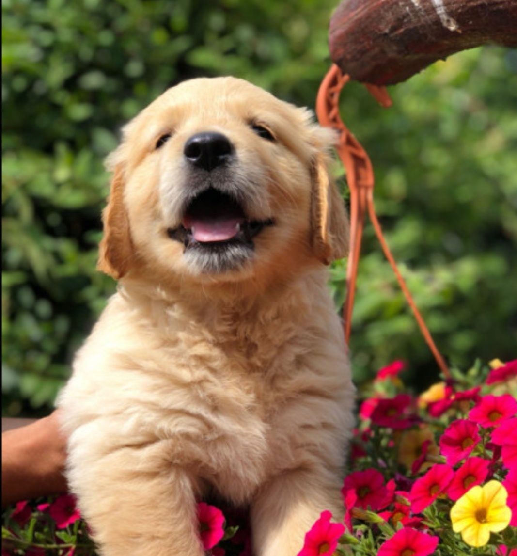 Pui Golden Retriever Roșu  Mascul, 8 săptămâni, vaccinat și deparazit