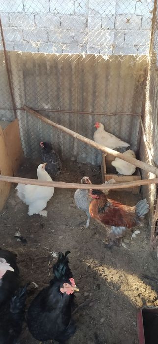 Продаются Чистые домашние куры