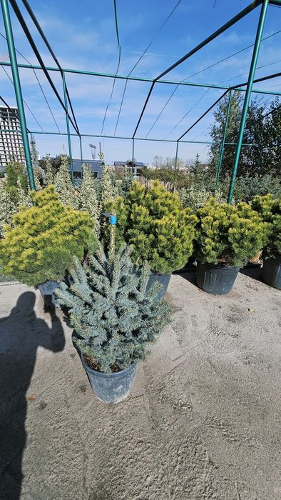 Галубая ел. Ёлка