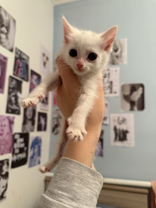 Белый котёнок-ангелочек ищет дом