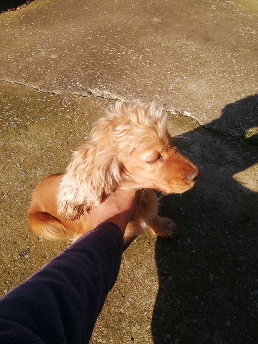 Женско Куче за трюфели